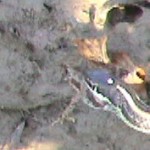snake_frogLast Photos by Jackie Palmer - Breakfast as Usual, Little Brazos River