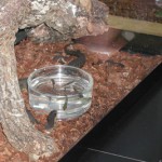 Snakes Going Fishing Snakes Going Fishing