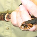 jrNat10_southernWaterSnake Image: souther water snake