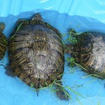 bioblitz2010m Image of turtles