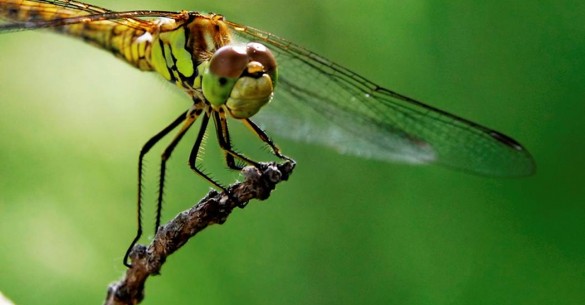 dragonfly