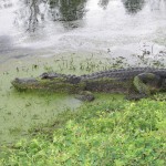 Alligator in Duckweed