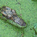 Baby Alligator