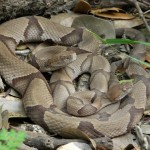 Copperheads