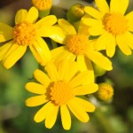 Cutleaf Groundsel by SBD