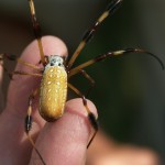 Golden Orb Weaver