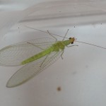 Green Lacewing by LR