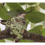 Hummingbird Nest