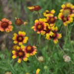 Indian Blanket by SBD