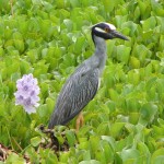 Yellow-crowned Nightheron by SBD