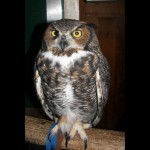 owl