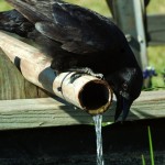 tip2_crow An American Crow checks out the water supply photo: Chuck Duplant