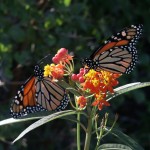 tip3.MonarchButterflies Monarch Butterflies on Lantana photo: Chuck Duplant