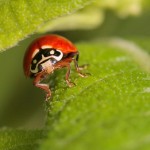 tip4_ladybug Lady Bug photo: Greg Lavaty