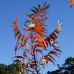 tip6_sumac