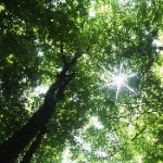 tip9_sunntree