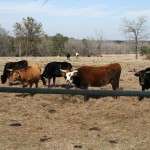 cattle