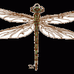 cyrano darner
