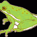 green tree frog