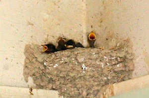 Barn Swallow young