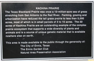Kachina Prairie