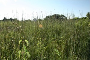 Prairie tallgrass