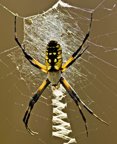 Black-and-Yellow Argiope commonly called 'garden spider' and web, Virginia 2011