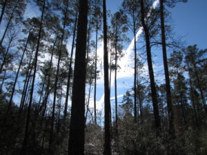 The Big Thicket