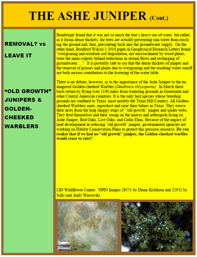 The Ashe Juniper Continued