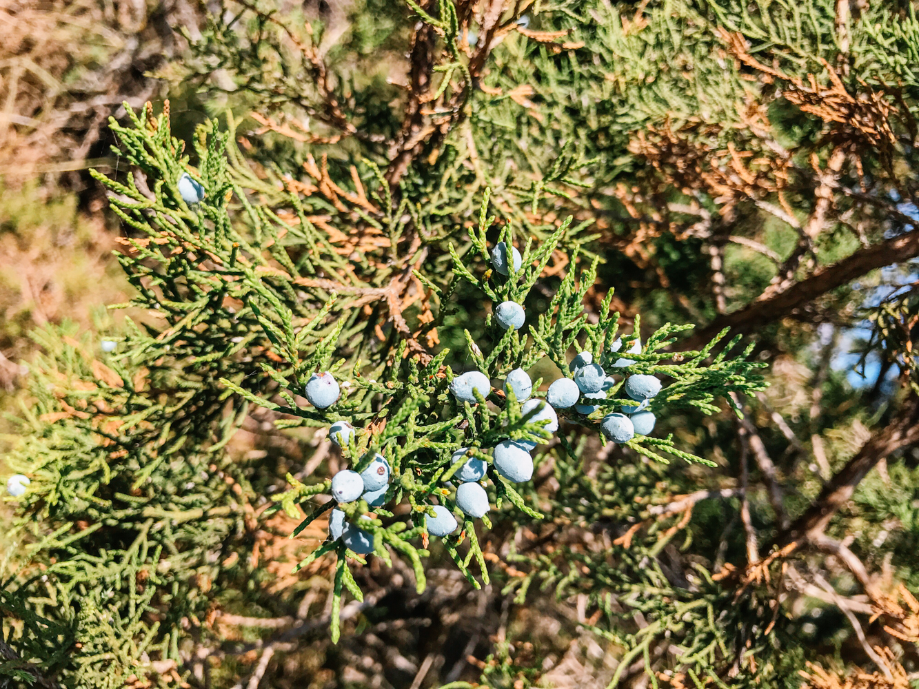 Ashe Juniper