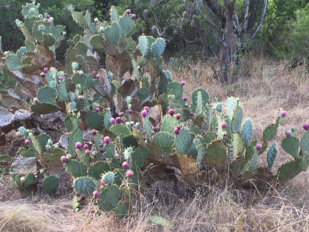 Prickly Pear Cactus