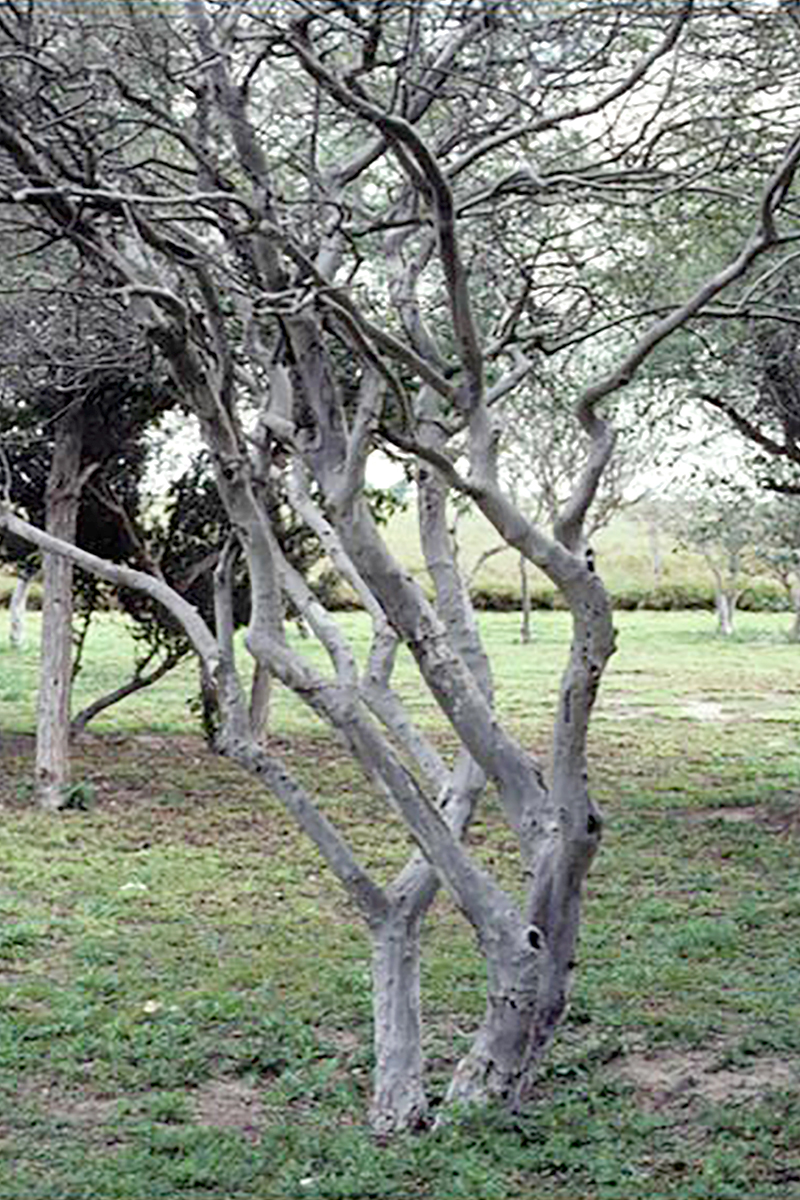 wild persimmon tree texas