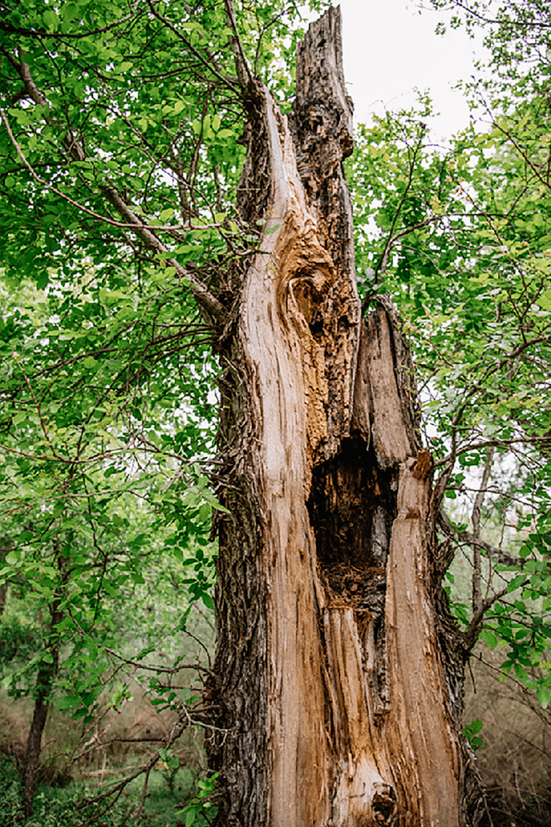 The Importance of Snags