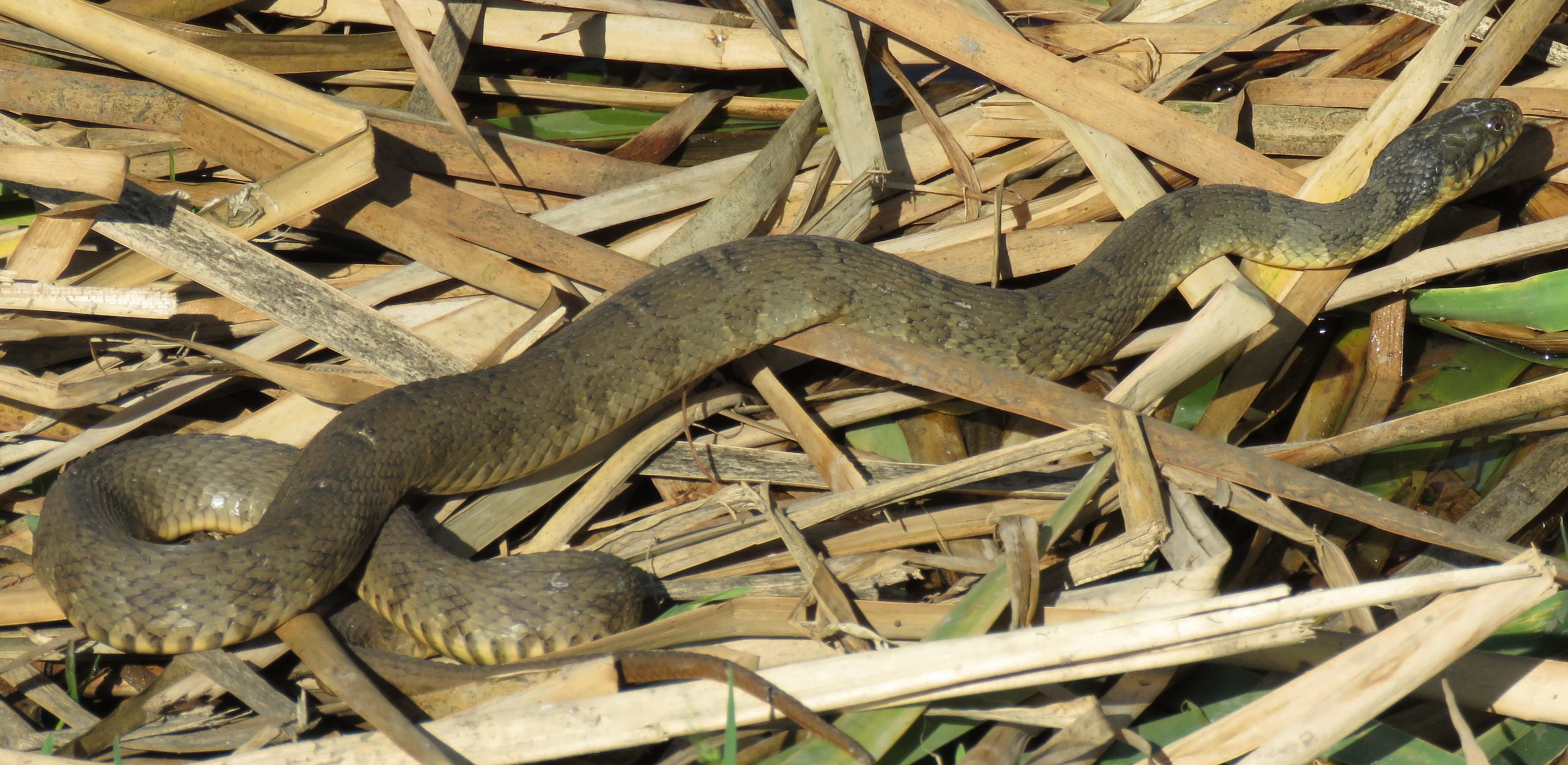 central texas snake identification