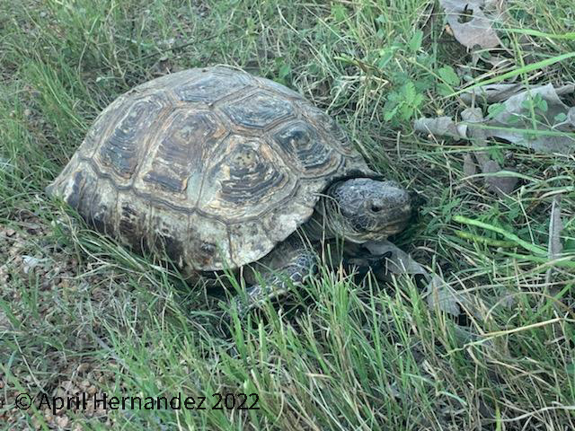 Turtles of San Antonio