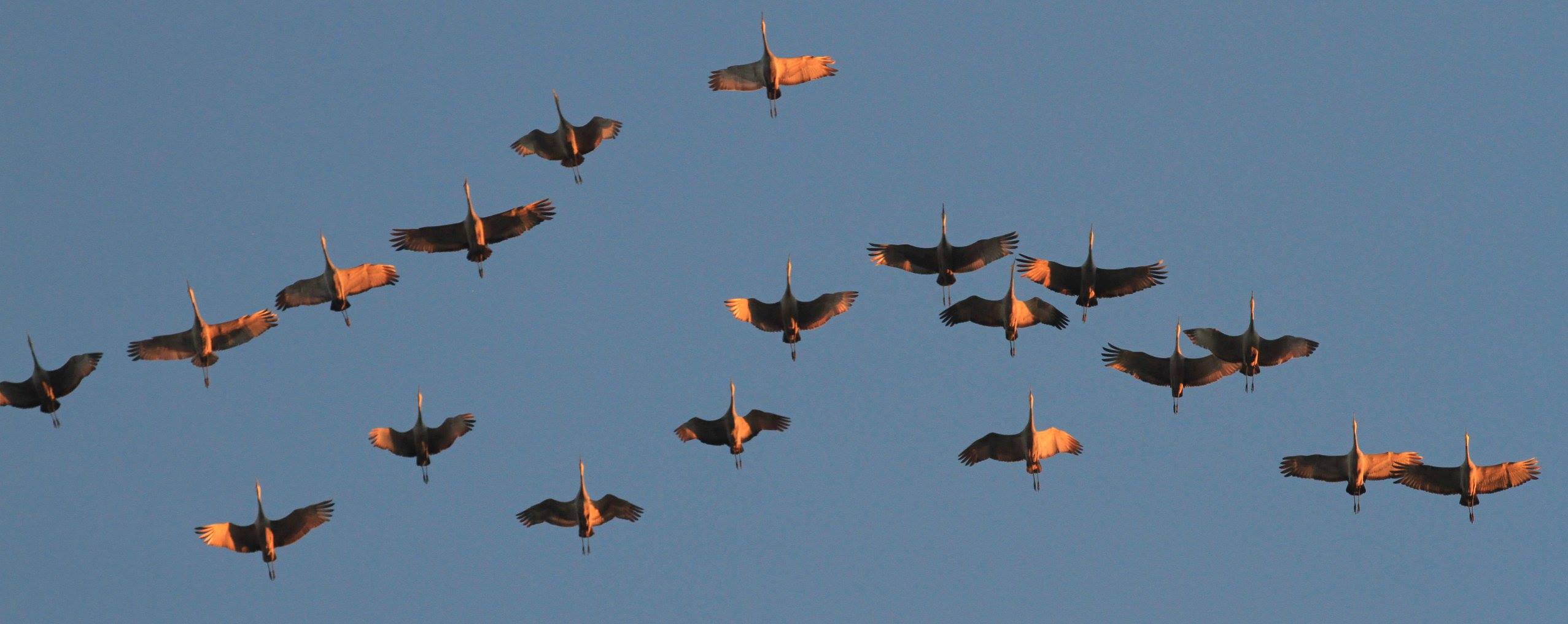 crane migration