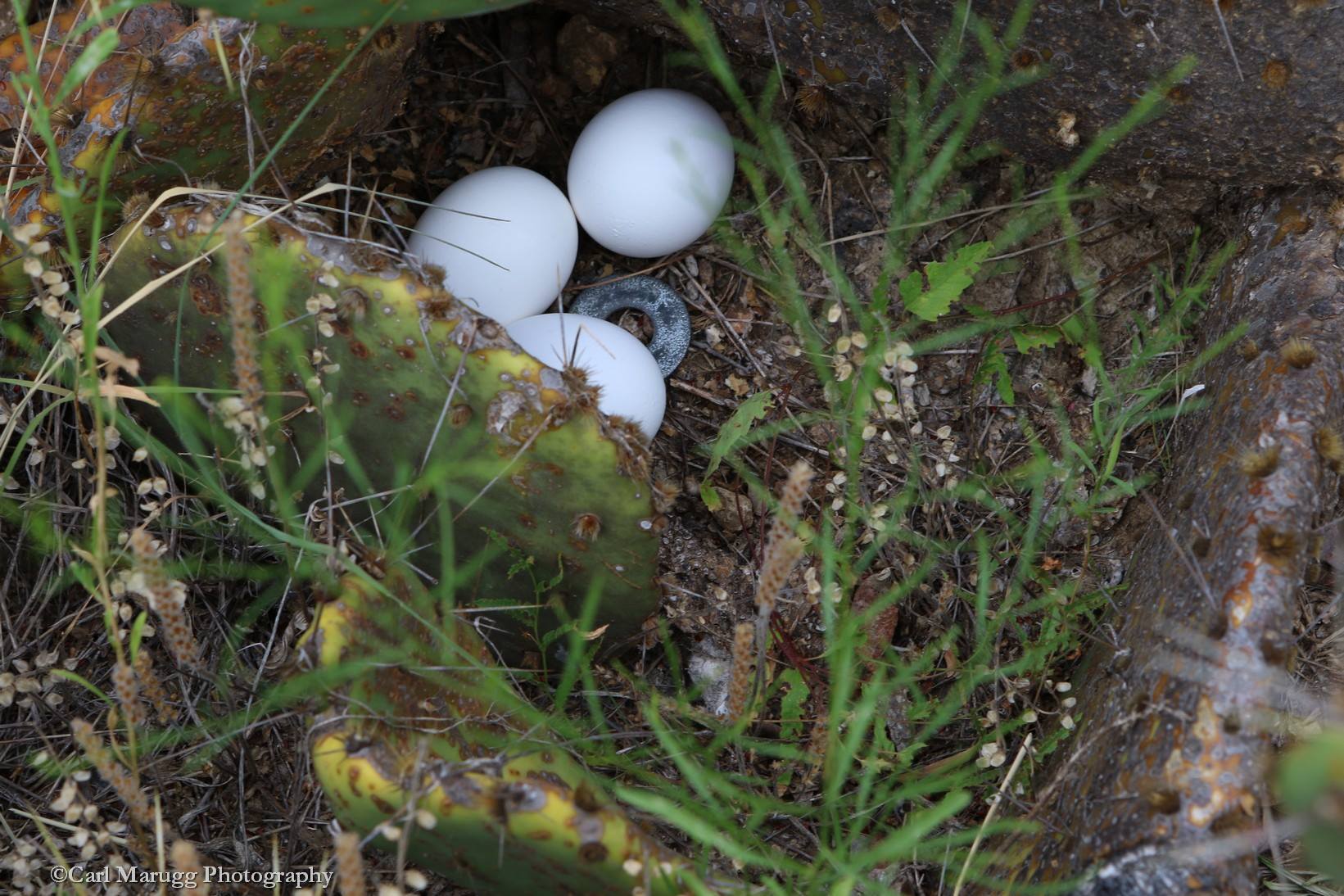 quail dummy nest