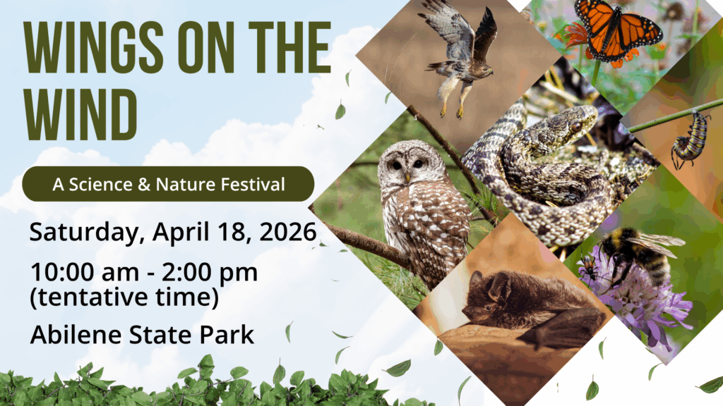 Wings on the wind (1)