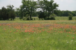 Wildflower field at Clark Farm