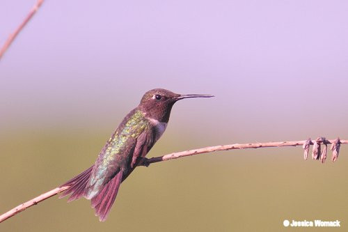 rs-hummingbird-1