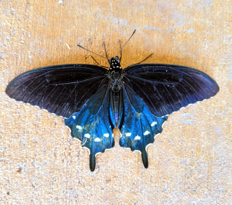 PV Swallowtail