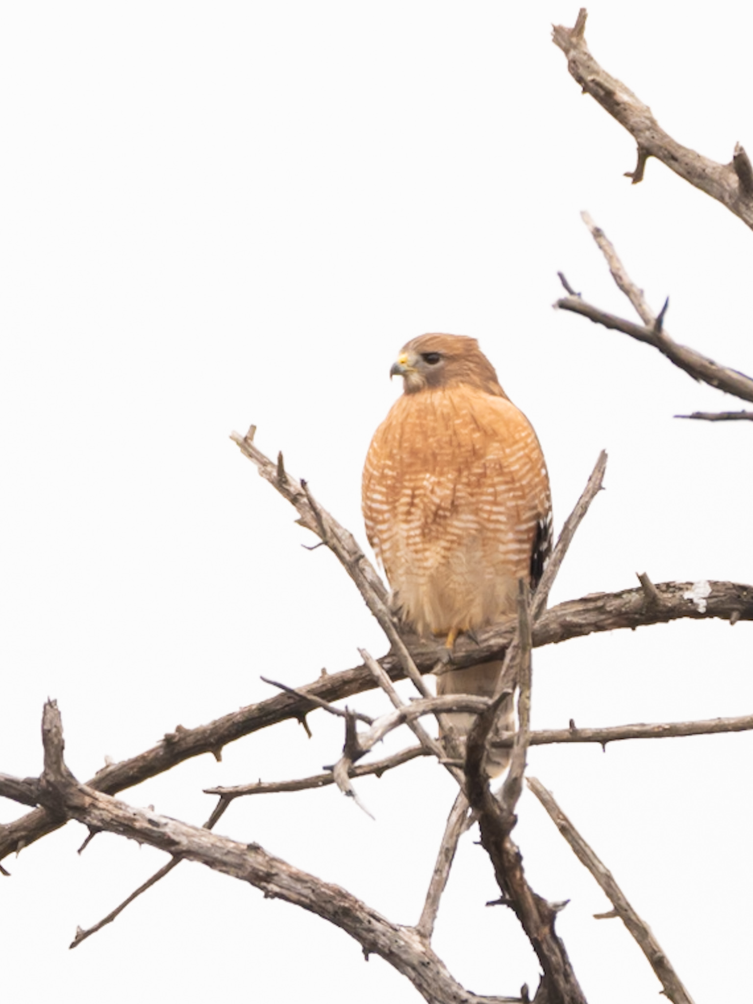 Bois D’Arc Master Naturalist Application