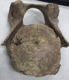 mastodon or mammoth vertebra
