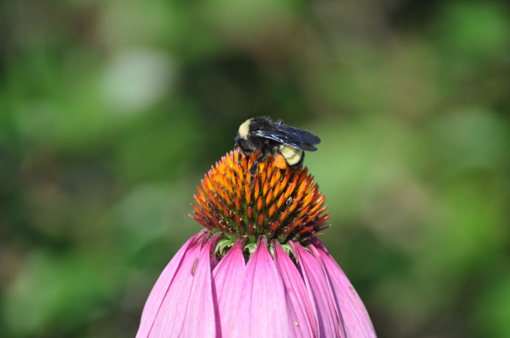 Bee on Purple Coneflowr