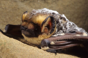 Hoary Bat