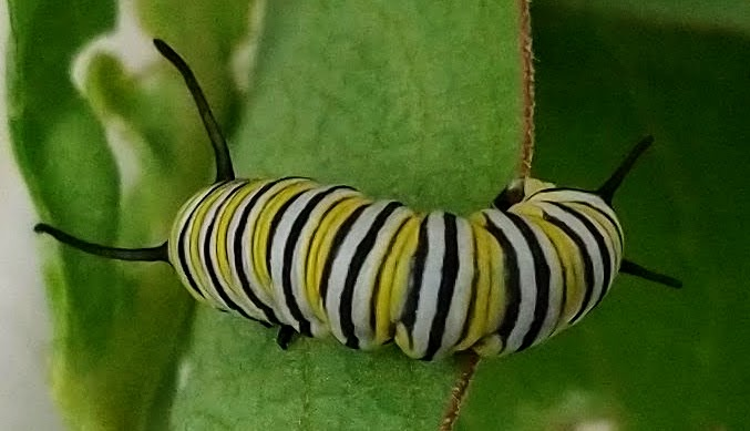 April 29, 2021 Frisco. I think I took this in a nearby field. Monarch caterpillar working on a Green Milkweed leaf.