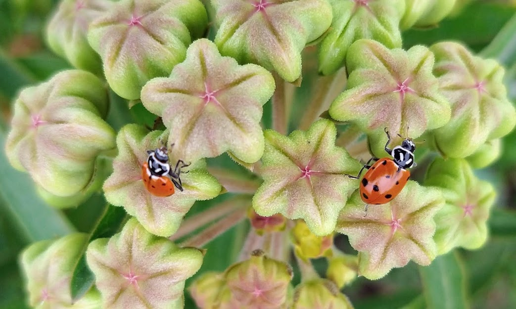 May 1, 2021 Frisco Commons, iNat survey. A couple of Convergent Lady Beetles on an Antelope Hons Milkweed flower.