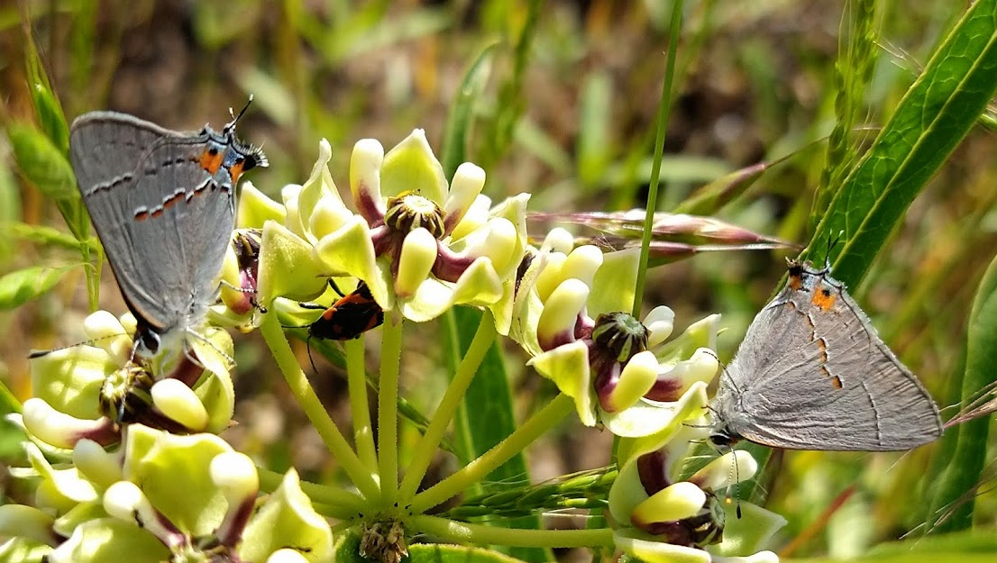 Gray Hairstreak Butterlies and a Milkweed Bug feasting on the nectar of an Antelope Horns milkweed - Travis