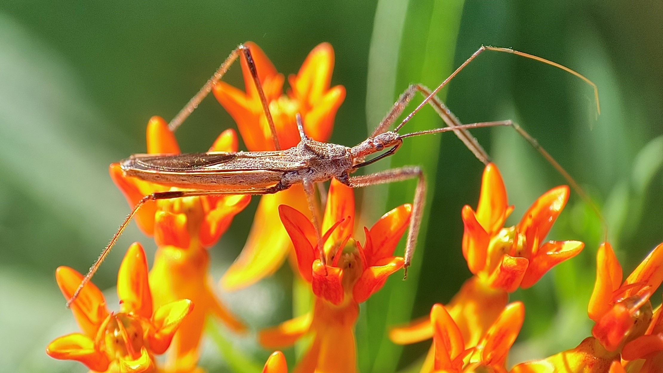 BPTMN 2024 08 Rick Travis Assassin bug awaiting dinner on a Butterfly Milkweed