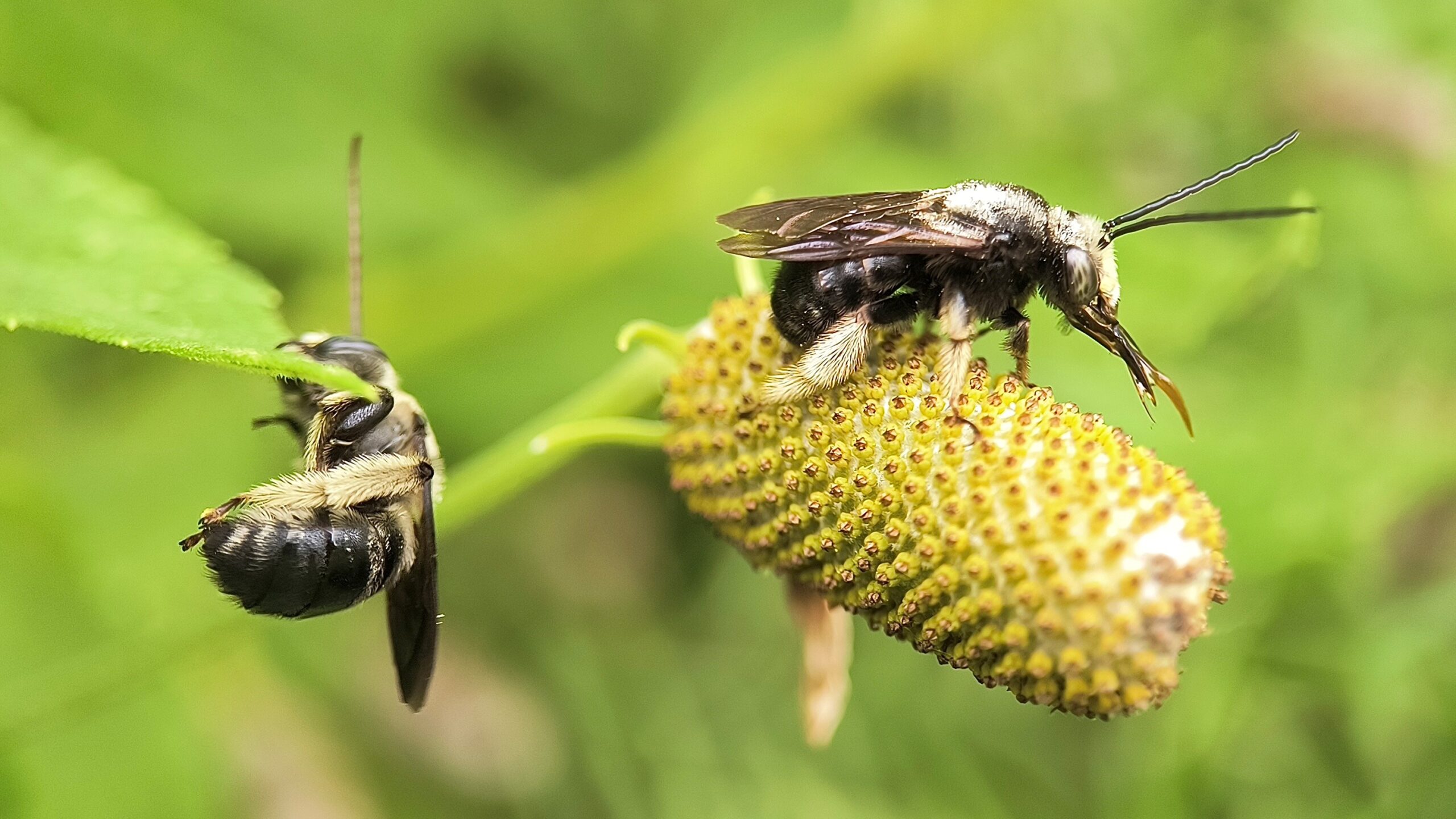 BPTMN 2024 08 Rick Travis Two-spotted Longhorn bees